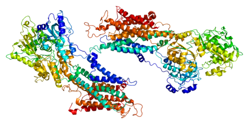 ATP2A1