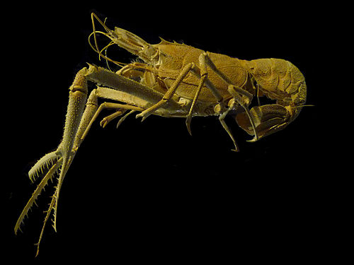 Acanthacaris