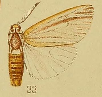 Acantharctia