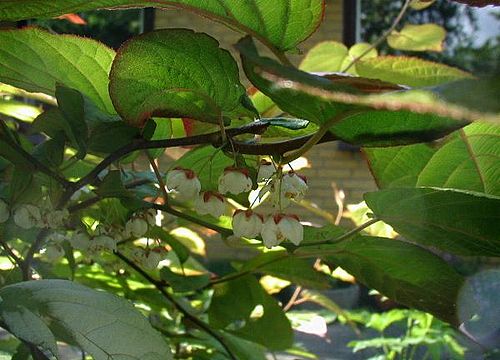 Actinidia