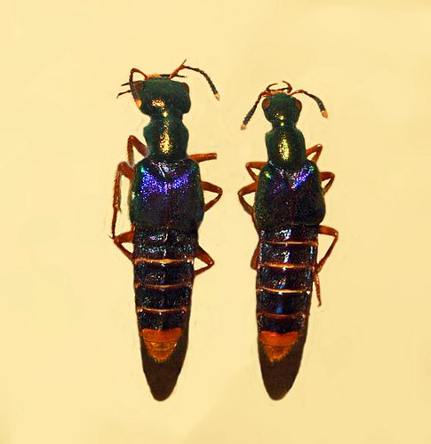 Actinus