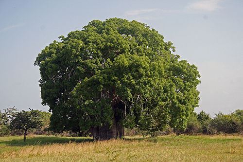 Adansonia