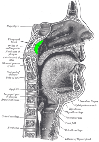 Adenoiditis