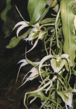 Aeranthes