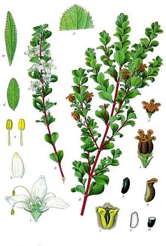 Agathosma