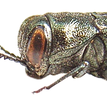 Agrilus