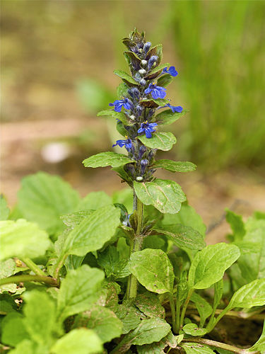 Ajuga