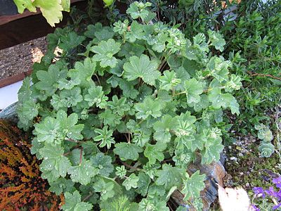 Alchemilla erythropoda