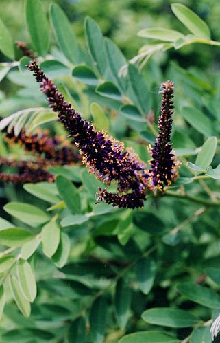 Amorpha