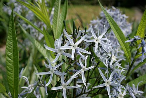 Amsonia