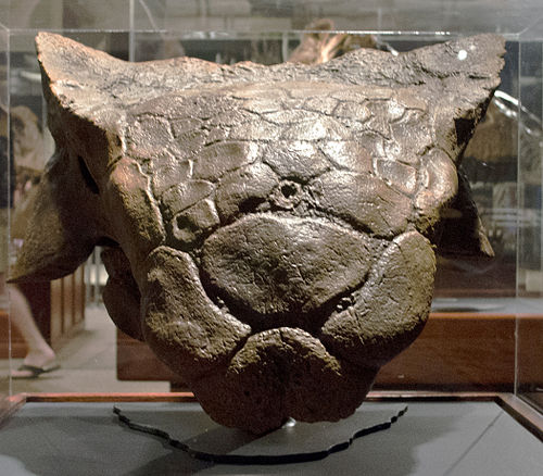 Ankylosaurus