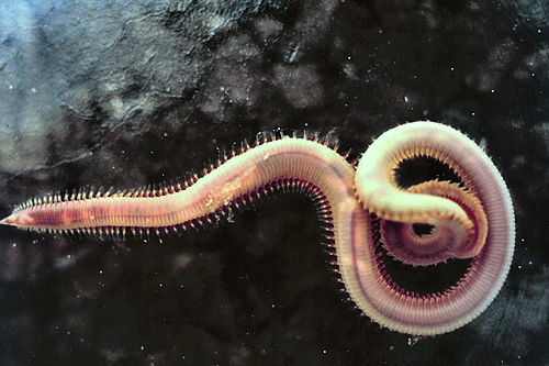 Annelid