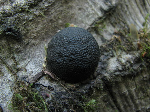 Annulohypoxylon