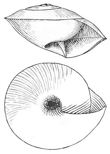 Anostoma