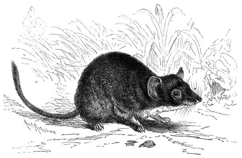 Antechinus