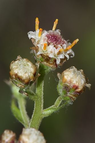 Antennaria