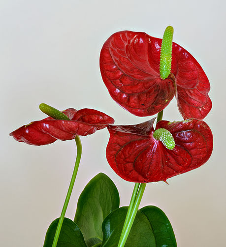 Anthurium