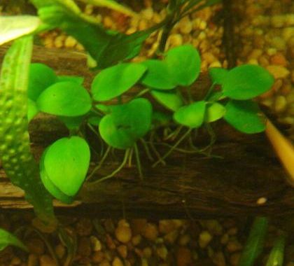 Anubias