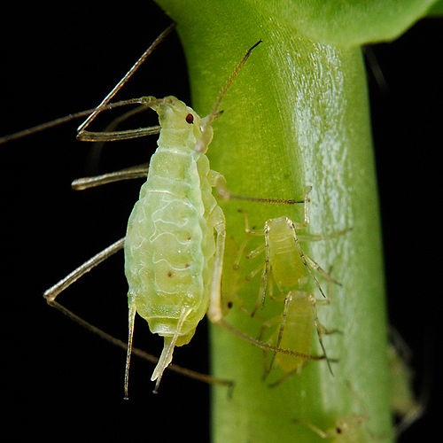 Aphid