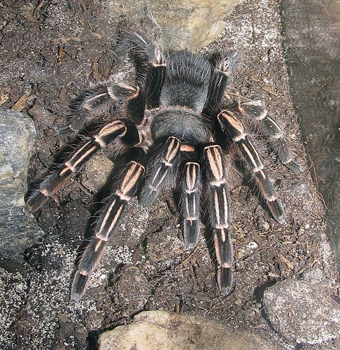 Aphonopelma