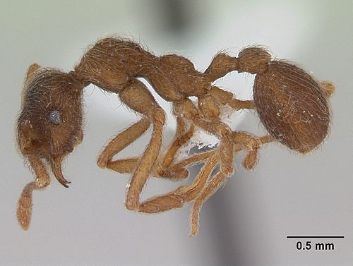 Apterostigma