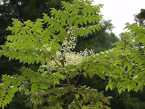 Aralia