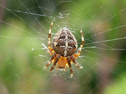 Araneus