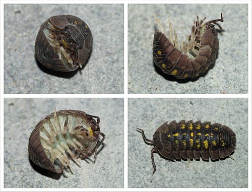 Armadillidium