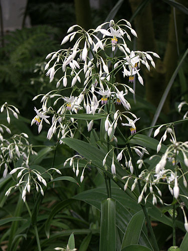 Arthropodium