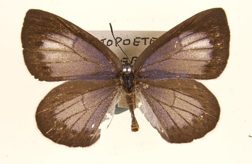 Artopoetes