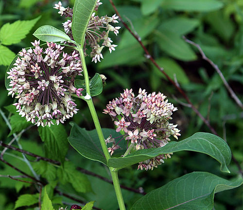 Asclepias