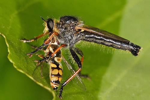 Asilidae