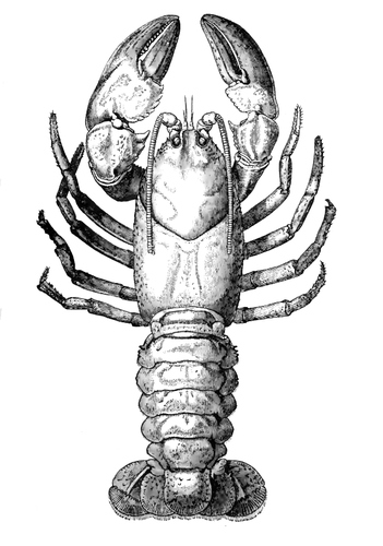 Astacoides