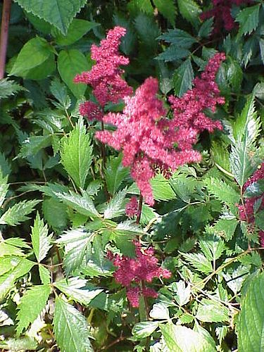 Astilbe