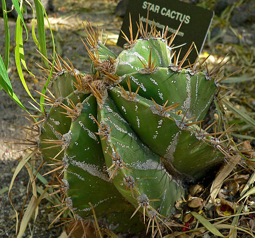 Astrophytum