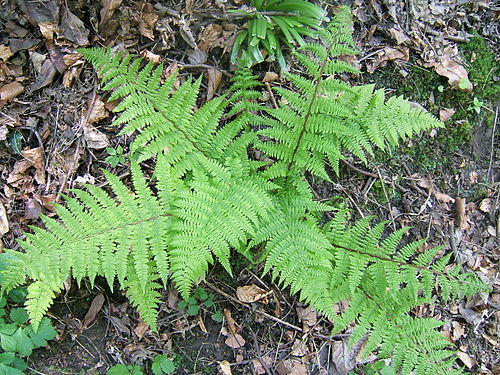 Athyrium