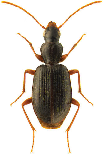 Atranus