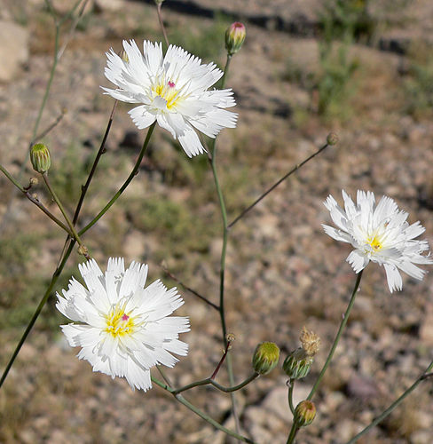 Atrichoseris