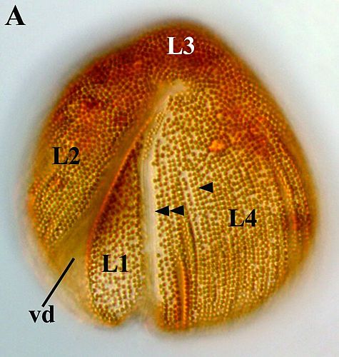 Auranticordis