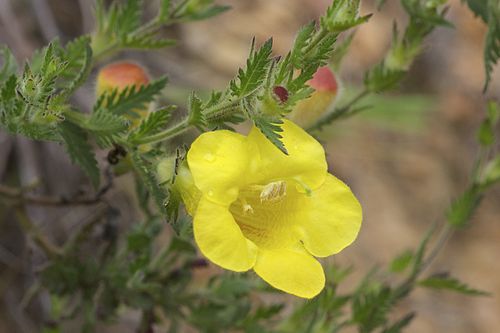 Aureolaria