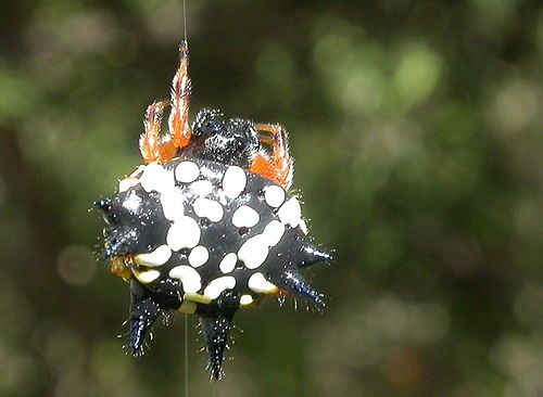 Austracantha