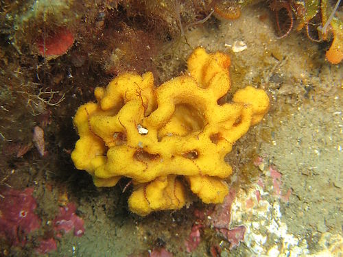 Axinella