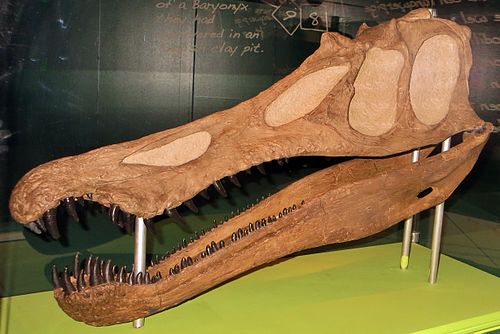 Baryonyx