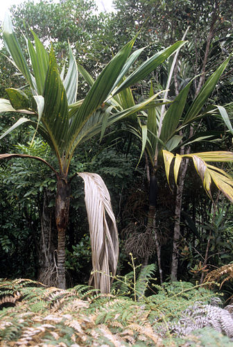 Basselinia