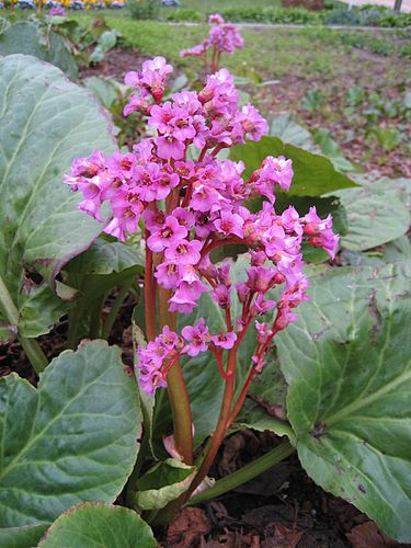 Bergenia