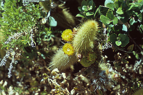 Bergerocactus