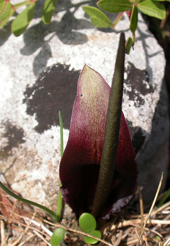 Biarum