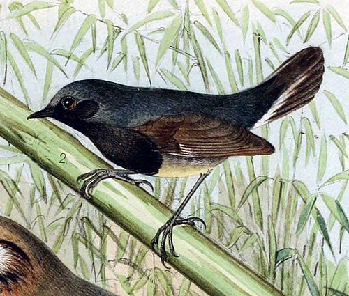 Blackthroat