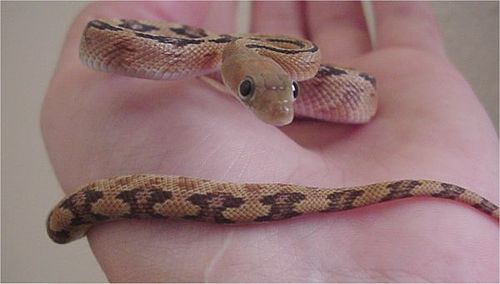 Bogertophis