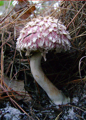 Boletellus